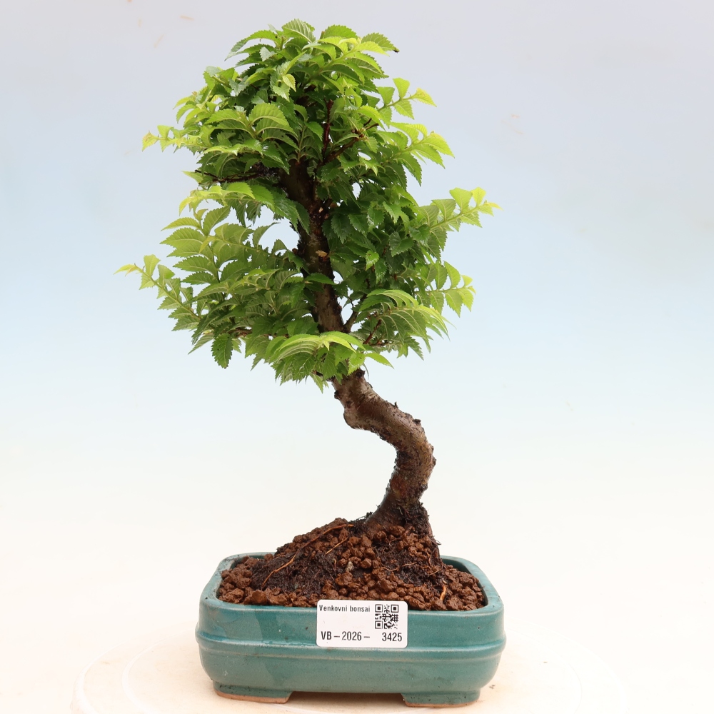 Bonsai da esterno - Ulmus Jacqueline Hillier - Olmo magnifico