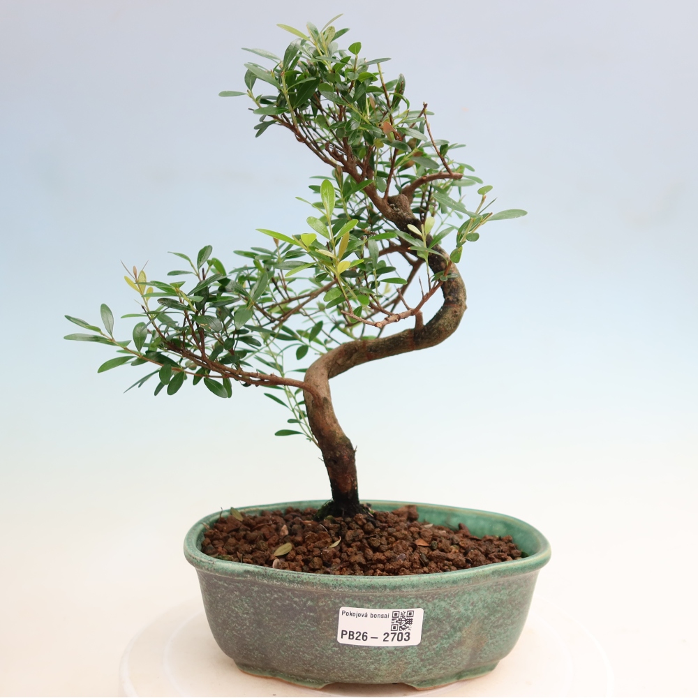 Camera bonsai - Syzygium - Pimento