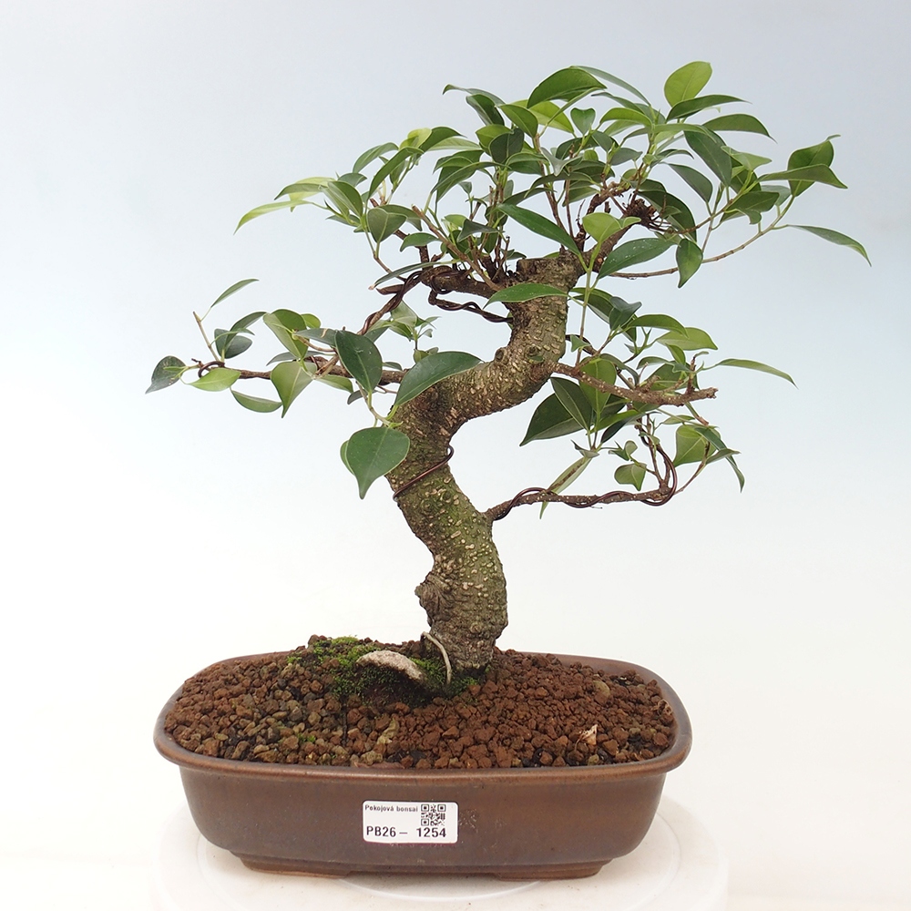 Camera bonsai - Ficus kimmen - ficus a foglie piccole