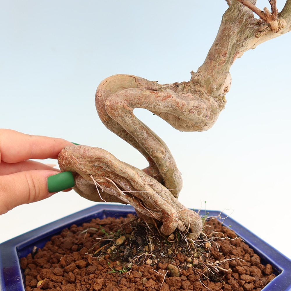 Bonsai da interno - Lagerstroemia indica - lillà indiano