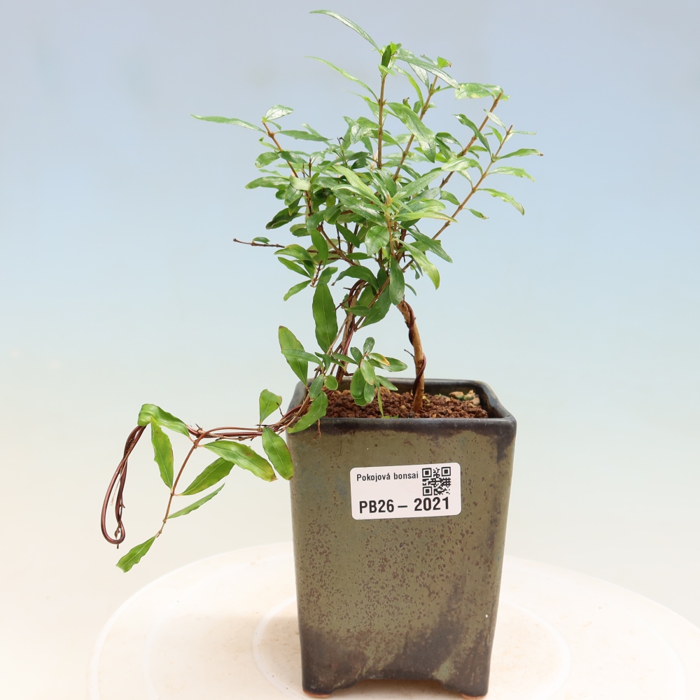 Camera bonsai-PUNICA granatum nana-Mela granata