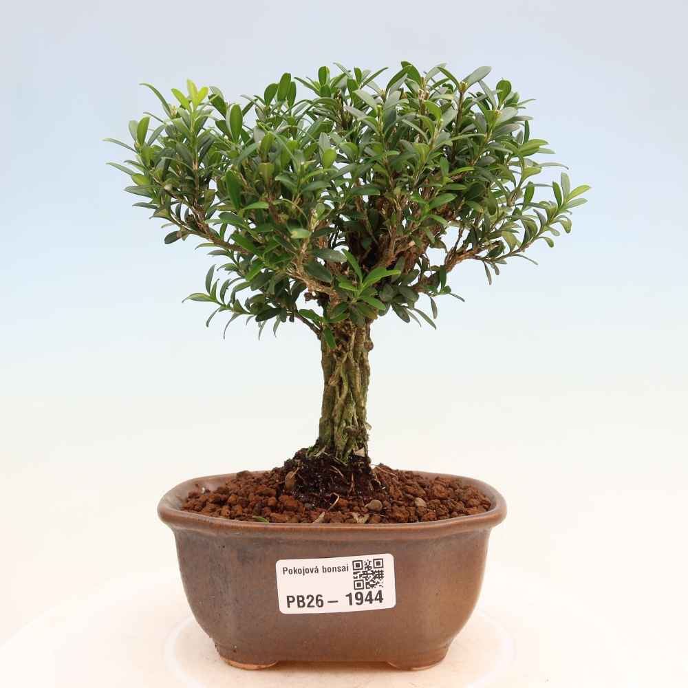 Camera bonsai - Buxus harlandii - buxus da sughero