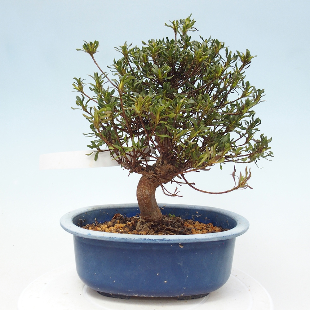 Bonsai da esterno - Azalea giapponese - Azalea Ryusen
