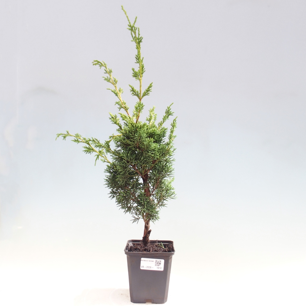Bonsai da esterno - Juniperus chinensis Kishu