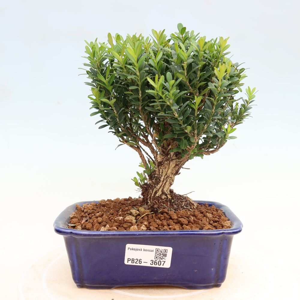 Camera bonsai - Buxus harlandii - buxus da sughero