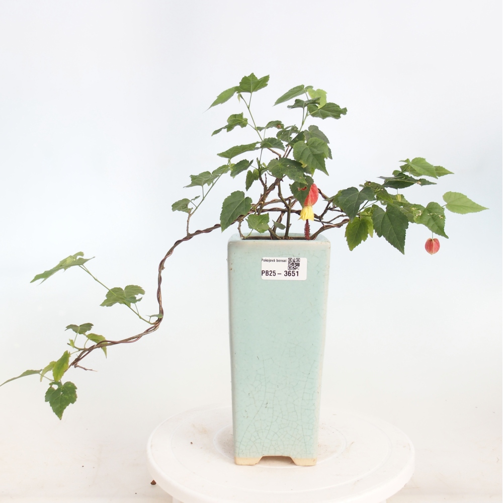 Bonsai da interno - Abutilon Big Bell - Cloudberry