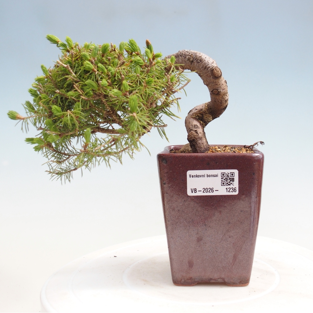 Bonsai da esterno - Abete rosso - Picea glauca globo