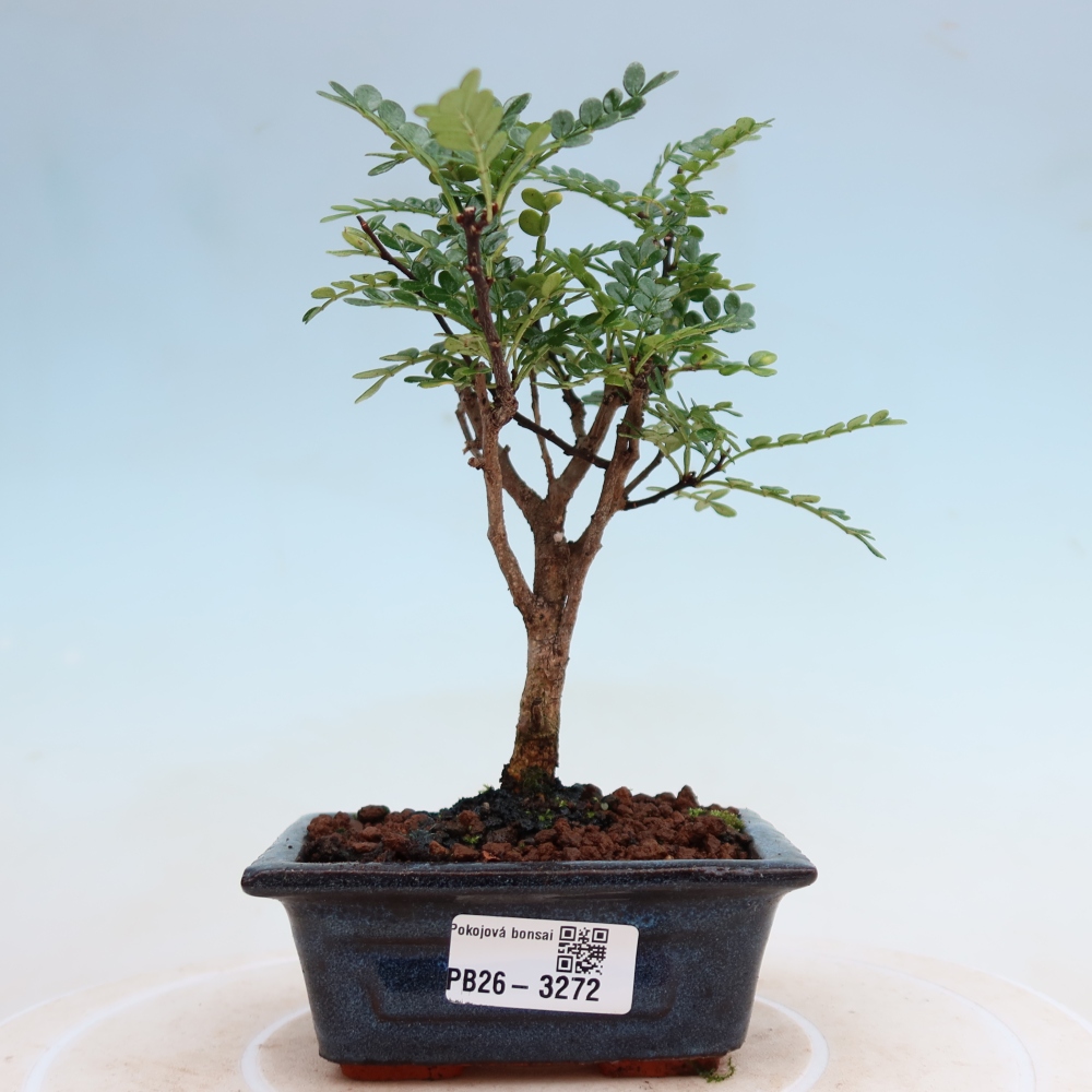 Camera bonsai - Zantoxylum piperitum - albero del pepe