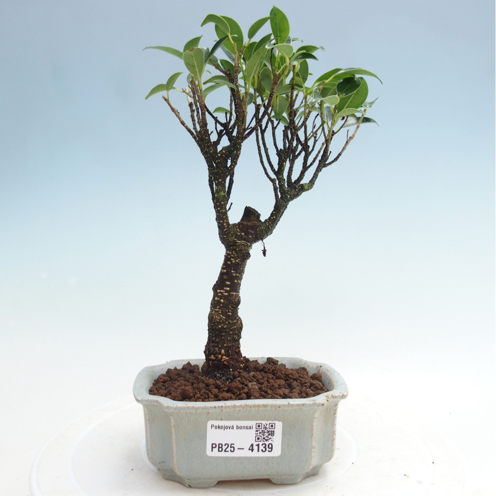 Camera bonsai Ficus retusa kimmen