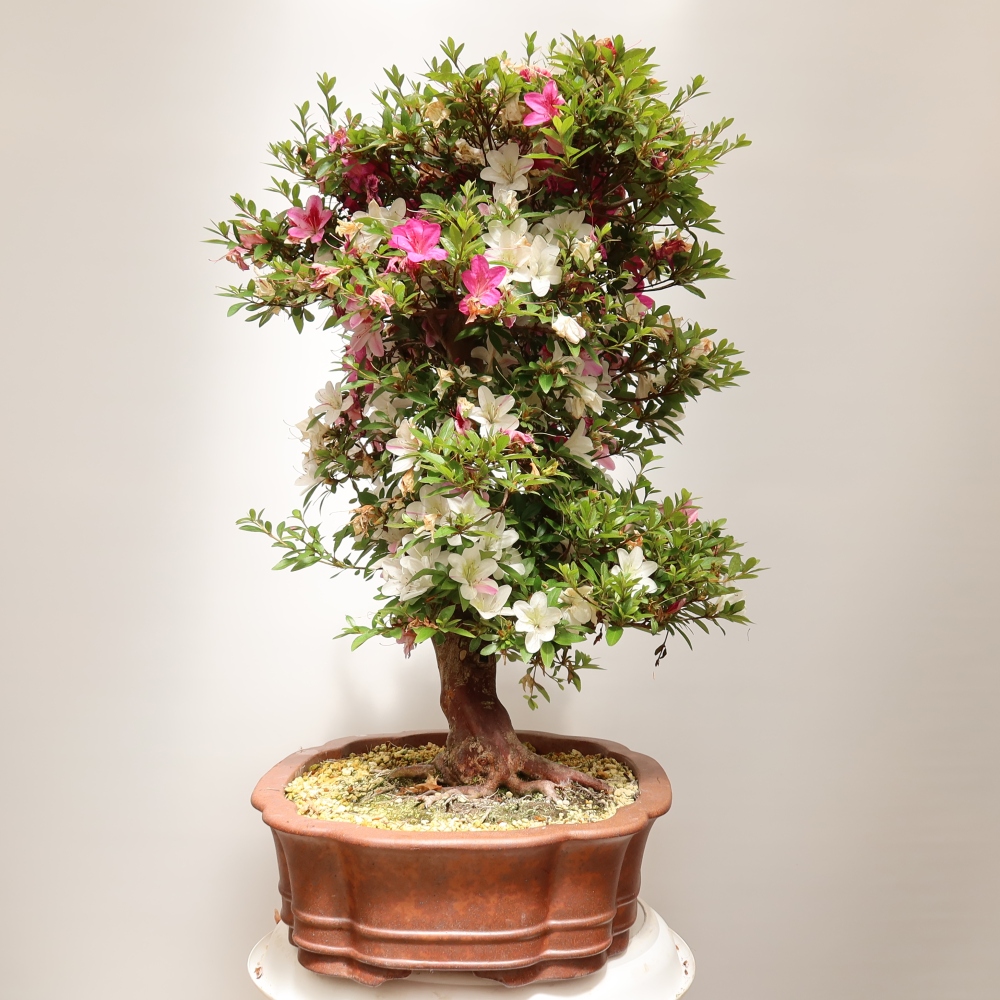 Bonsai da esterno - Azalea giapponese - Azalea Shunen