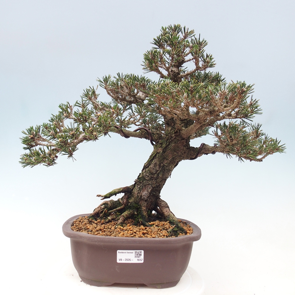 Bonsai da esterno - Pinus thunbergii Kotobuki - Pino di Thunberg