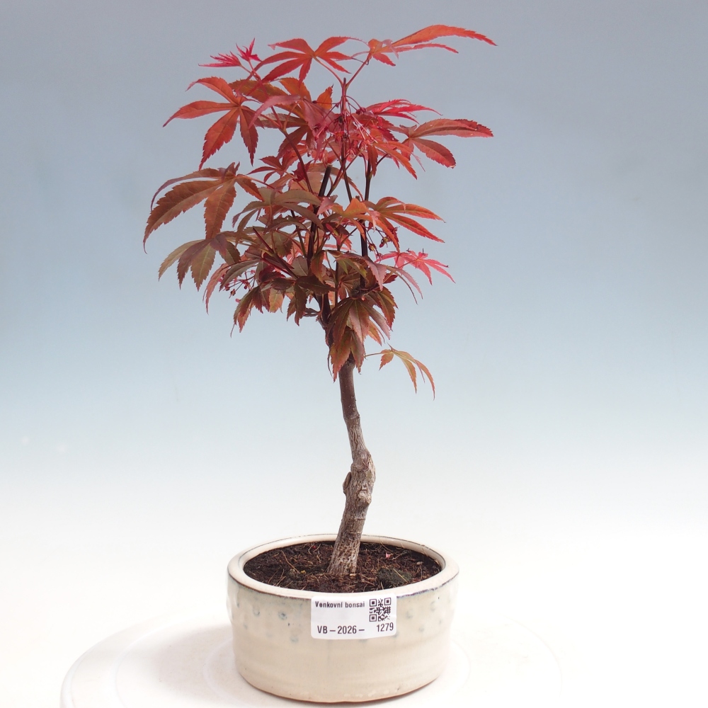 Bonsai da esterno - Palma Acer. Atropurpureum-Javor palmate