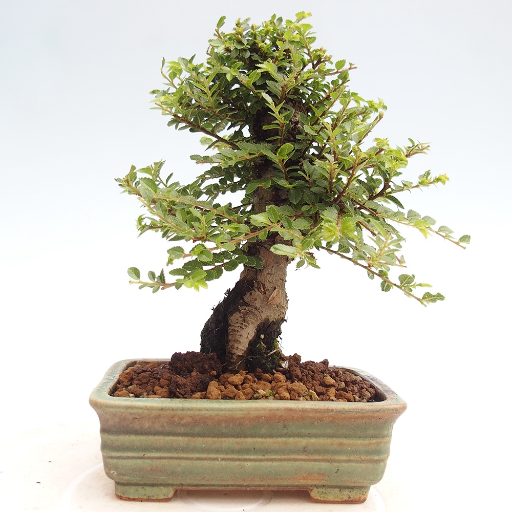 Bonsai da esterno - Ulmus parvifolia Hokkaido - Olmo cinese