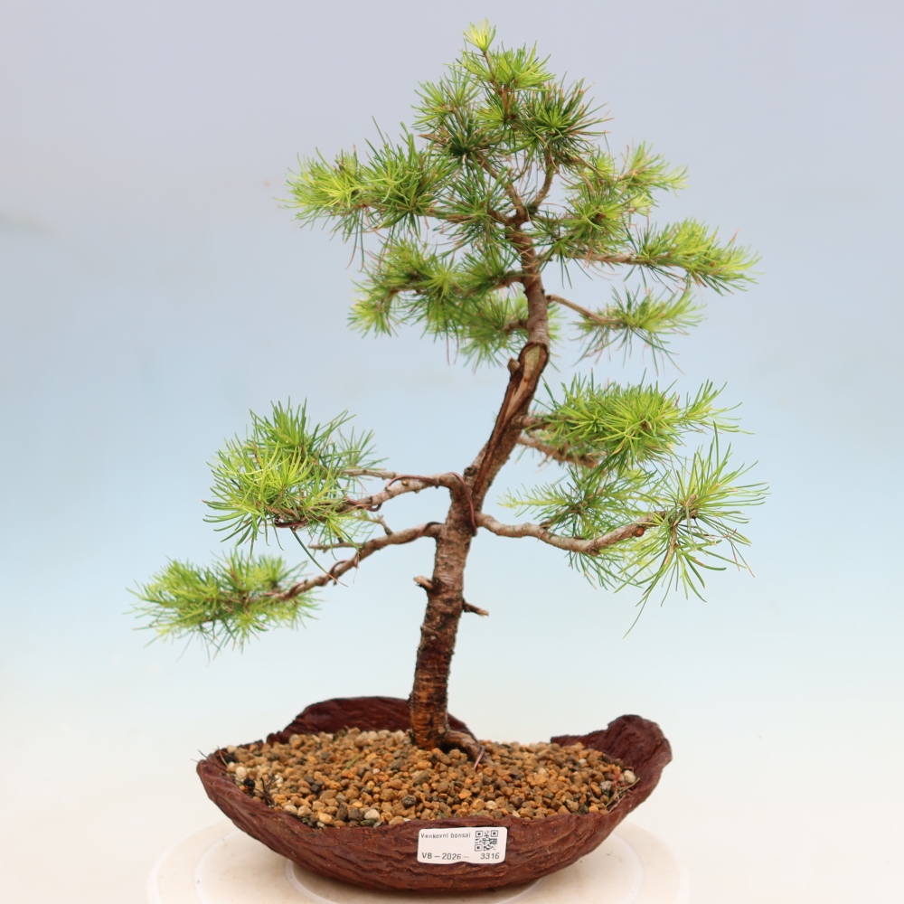 Bonsai da esterno -Larix decidua - Larice