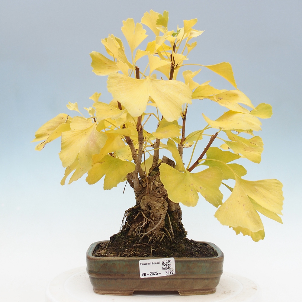 Bonsai da esterno - Ginkgo biloba - Ginkgo biloba