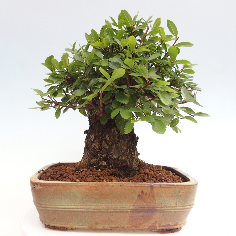 Bonsai da esterno - Zelkova - Zelkova NIRE