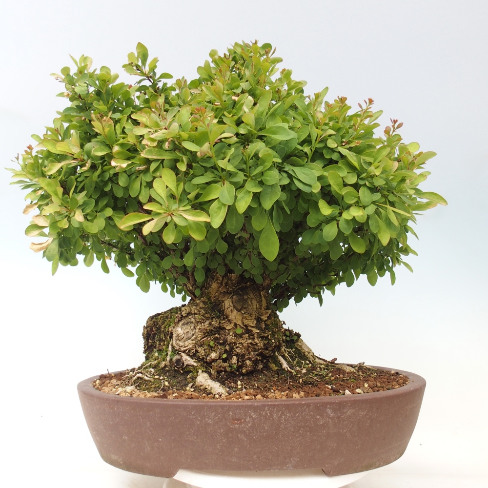 Bonsai da esterno - Crespino - Berberis thunbergii atropurpurea