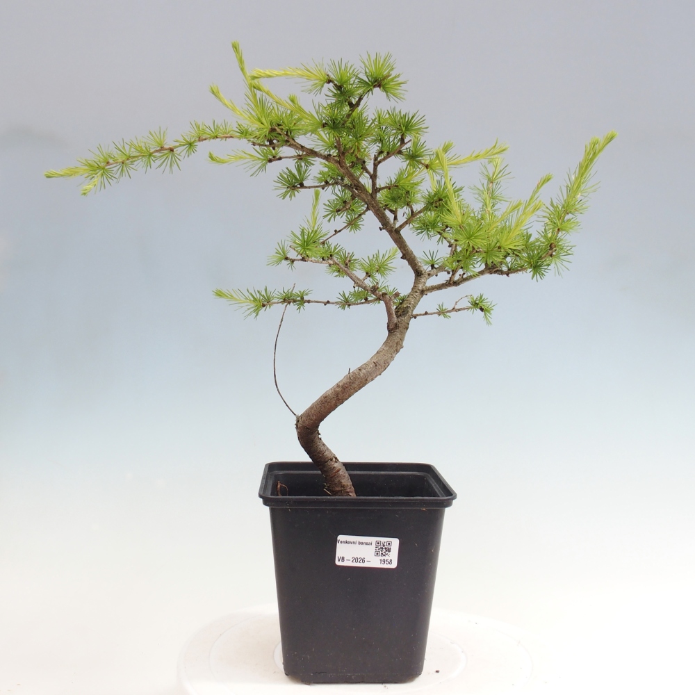 Bonsai da esterno -Larix decidua - Larice