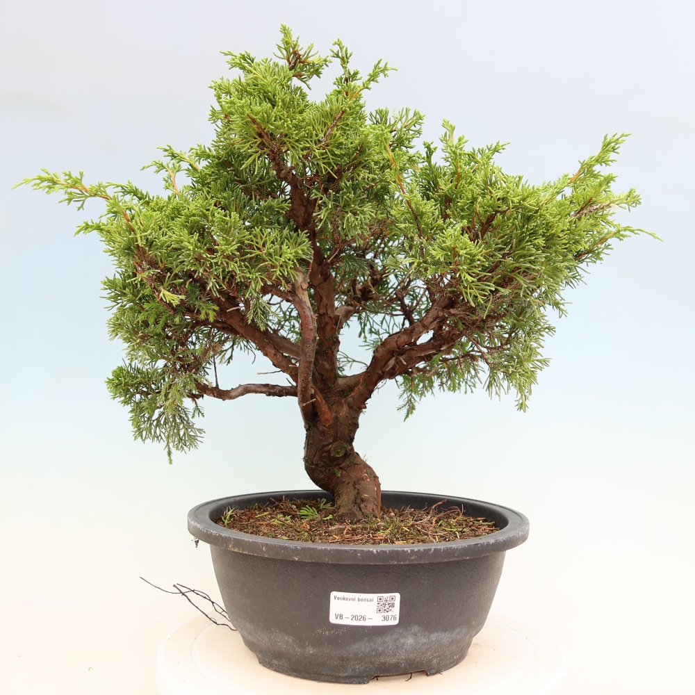 Bonsai da esterno - Juniperus chinensis Itoigawa-Juniperus chinensis