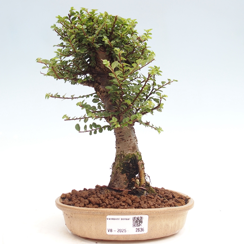 Bonsai da esterno - Ulmus parvifolia Hokkaido - Olmo cinese
