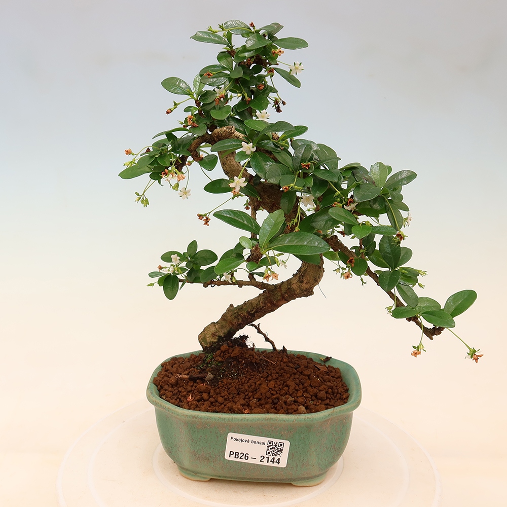 Camera bonsai - Carmona macrophylla - Tea fuki