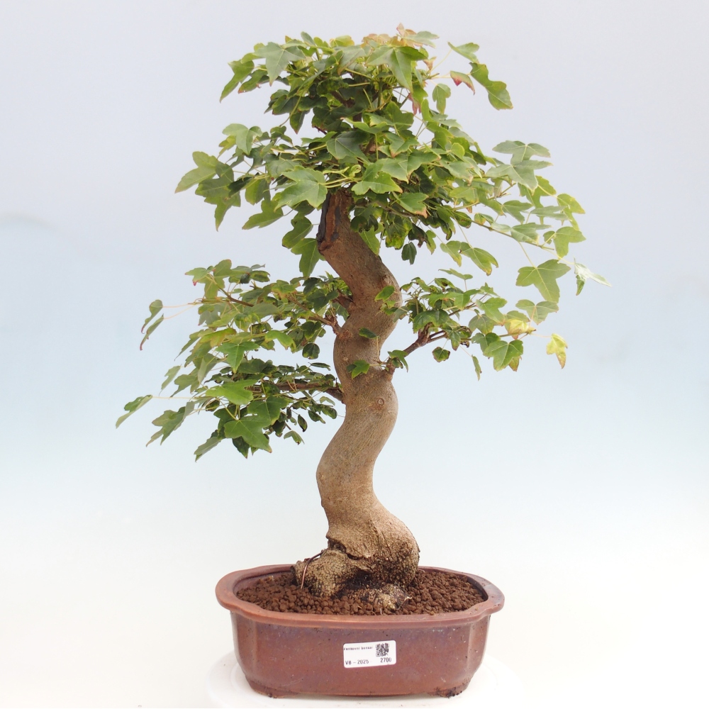Bonsai da esterno - Acer Buergerianum - Acero di Burger