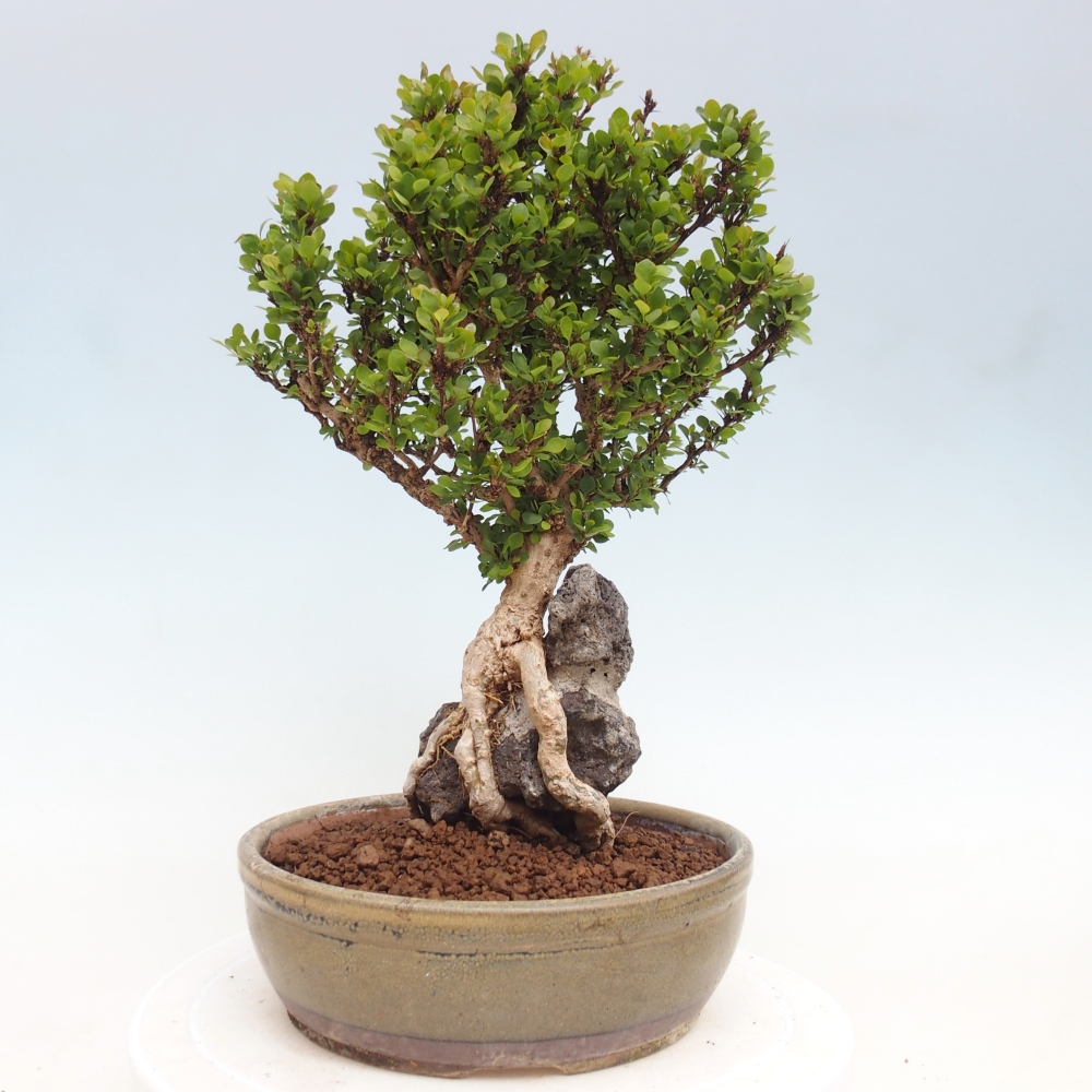 Bonsai da esterno - Berberis coreana