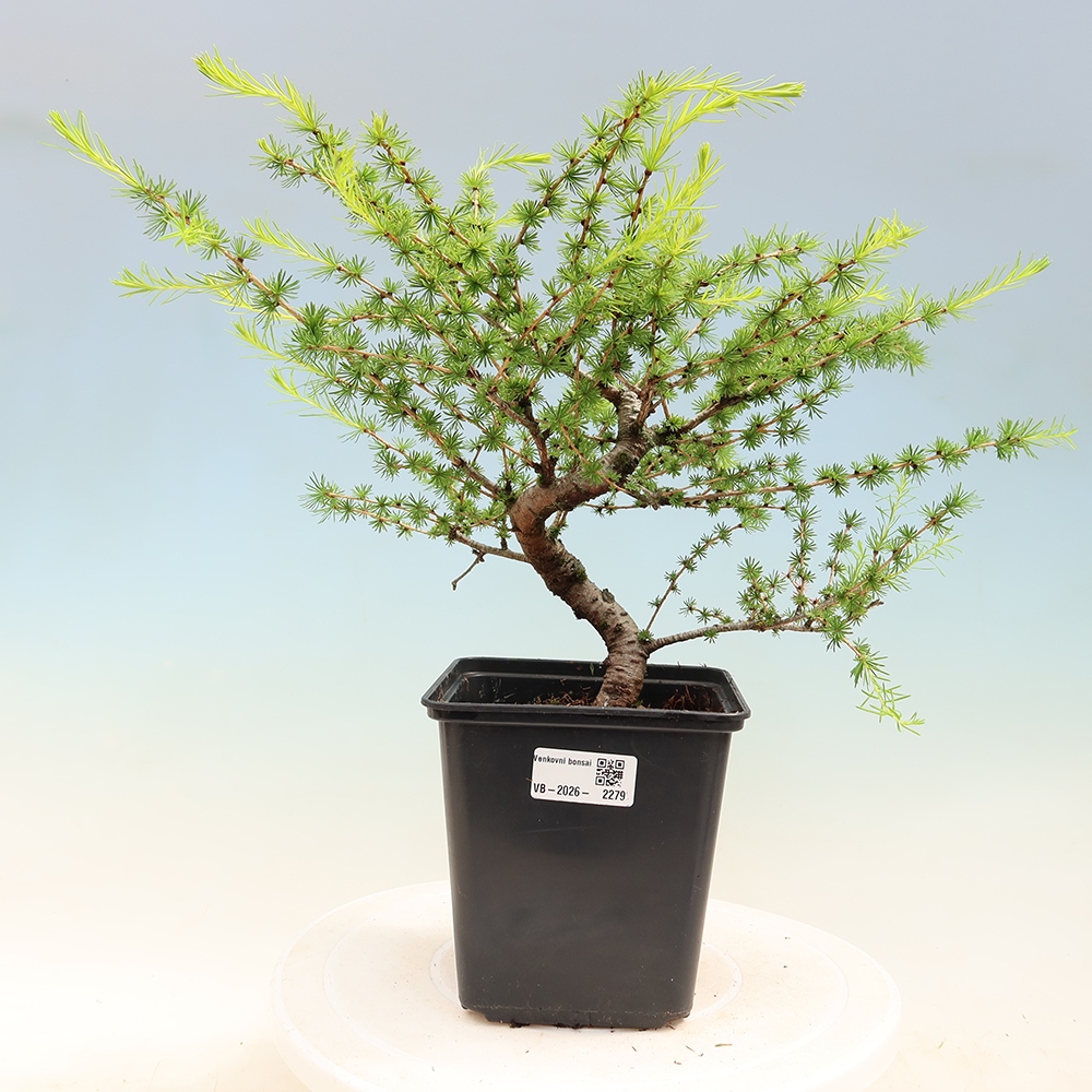 Bonsai da esterno -Larix decidua - Larice