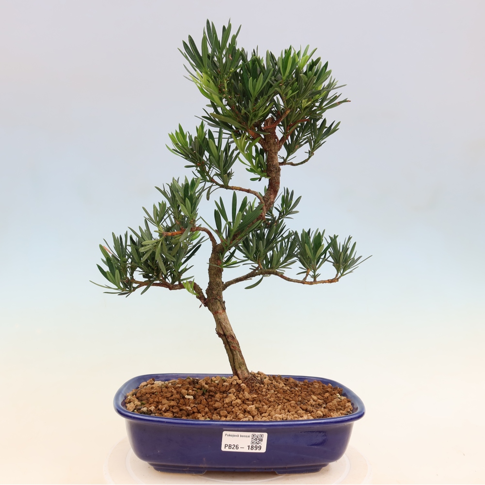 Camera bonsai - Podocarpus - Tasso delle pietre