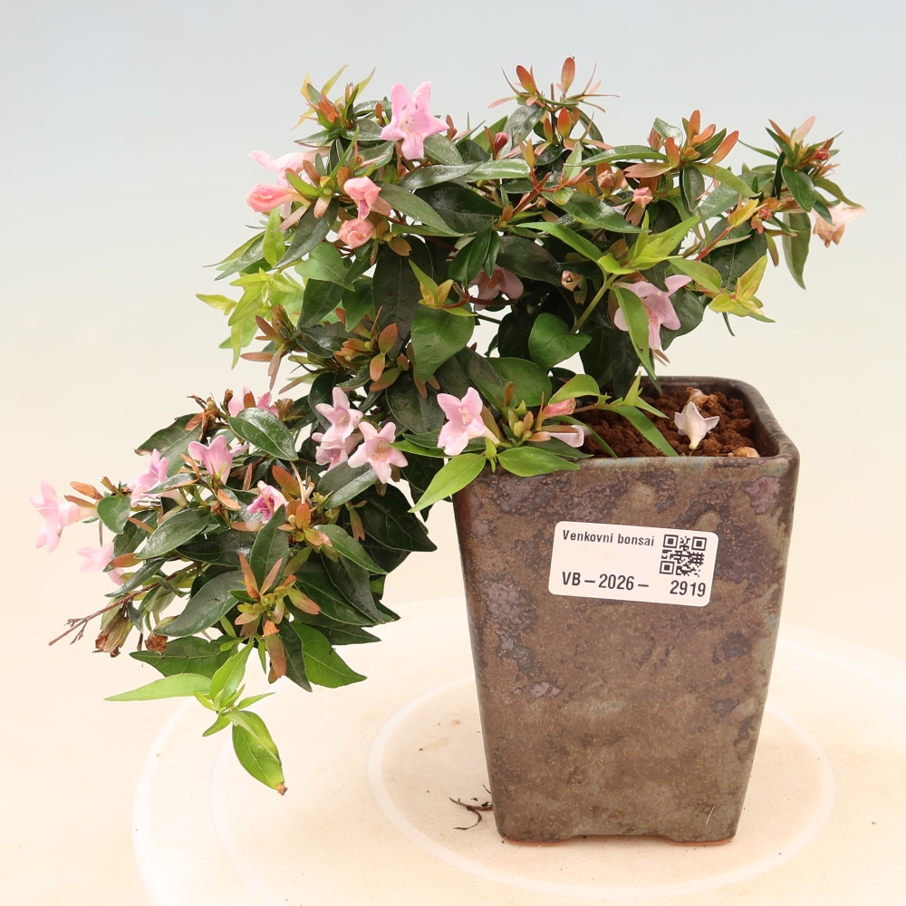 Bonsai da esterno - Abelia Edward Goucher - Abelia a fiore grande