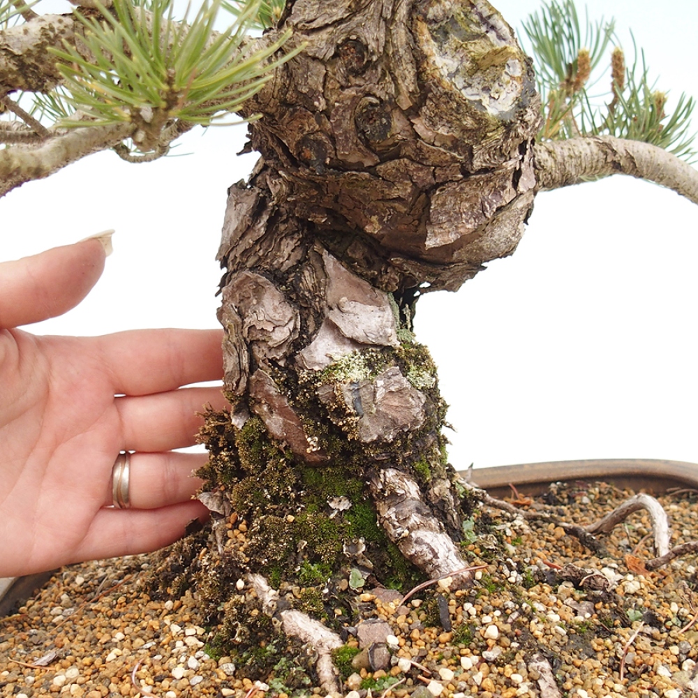 Bonsai da esterno - Pinus parviflora - Pinus parviflora