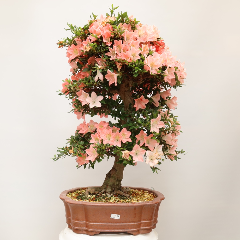 Bonsai da esterno - Azalea giapponese - Azalea Sansai