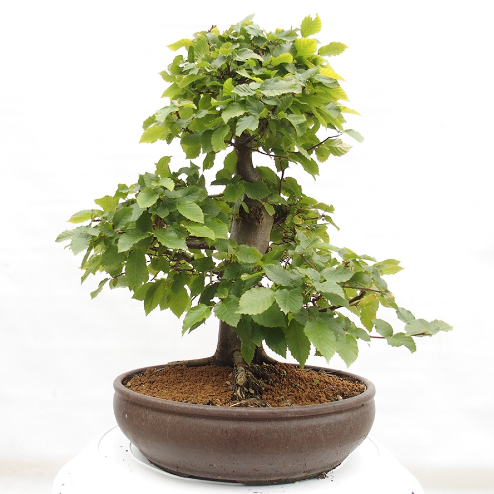 Bonsai da esterno - Carpino - Carpinus betulus