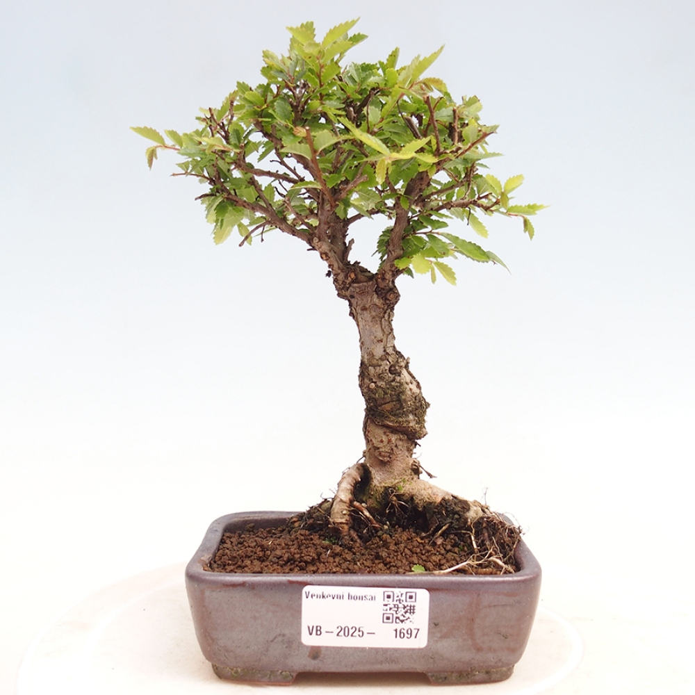 Bonsai da esterno - Zelkova - Zelkova NIRE