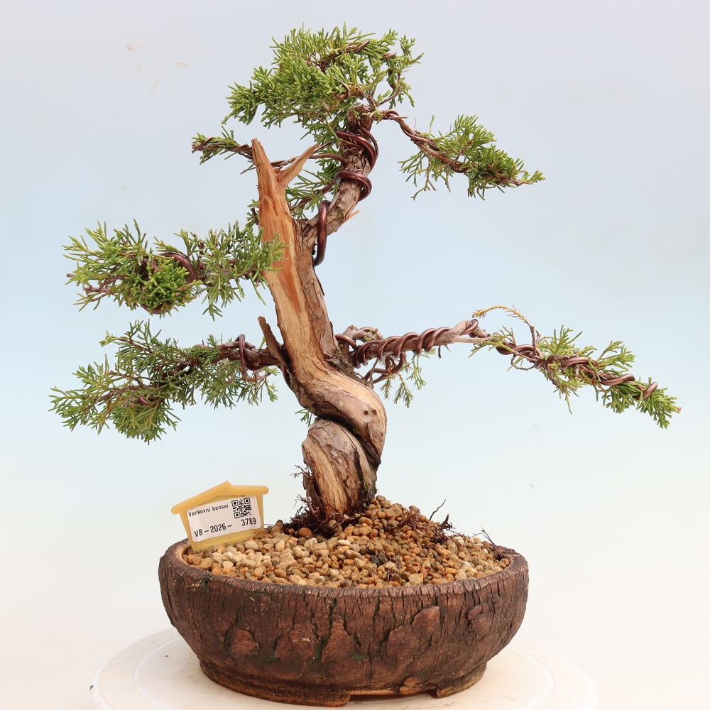 Bonsai da esterno - Juniperus chinensis Itoigawa-Juniperus chinensis