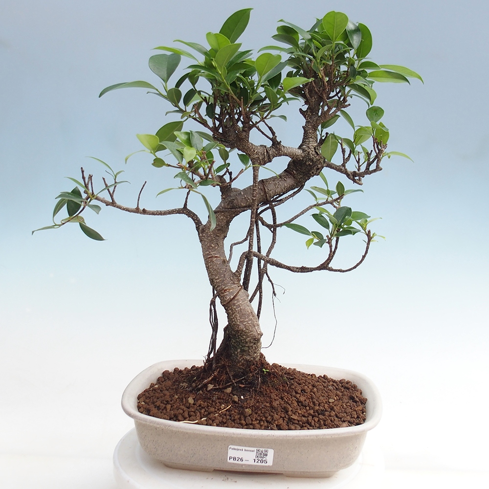 Camera bonsai - Ficus kimmen - ficus a foglie piccole