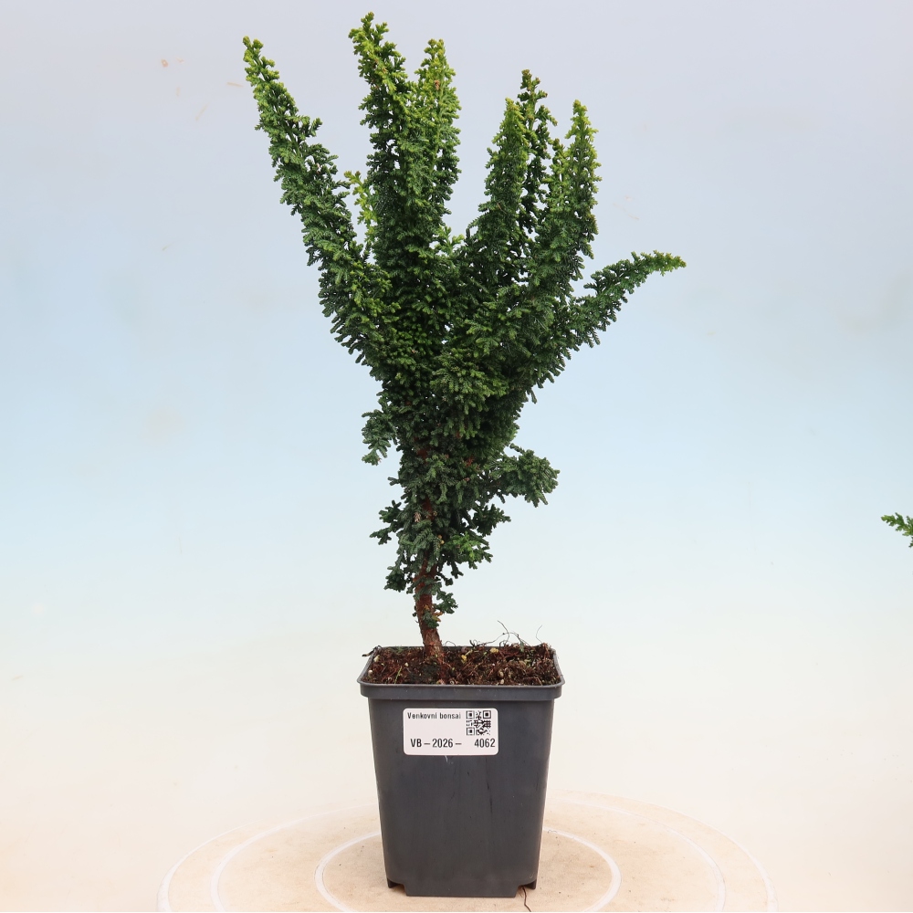 Bonsai da esterno - Cham. obtusa SEKKA HINOKI - Cipresso