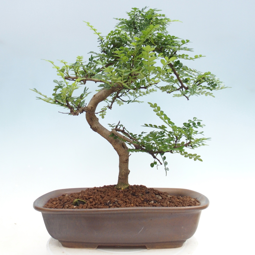 Camera bonsai - Zantoxylum piperitum - albero del pepe