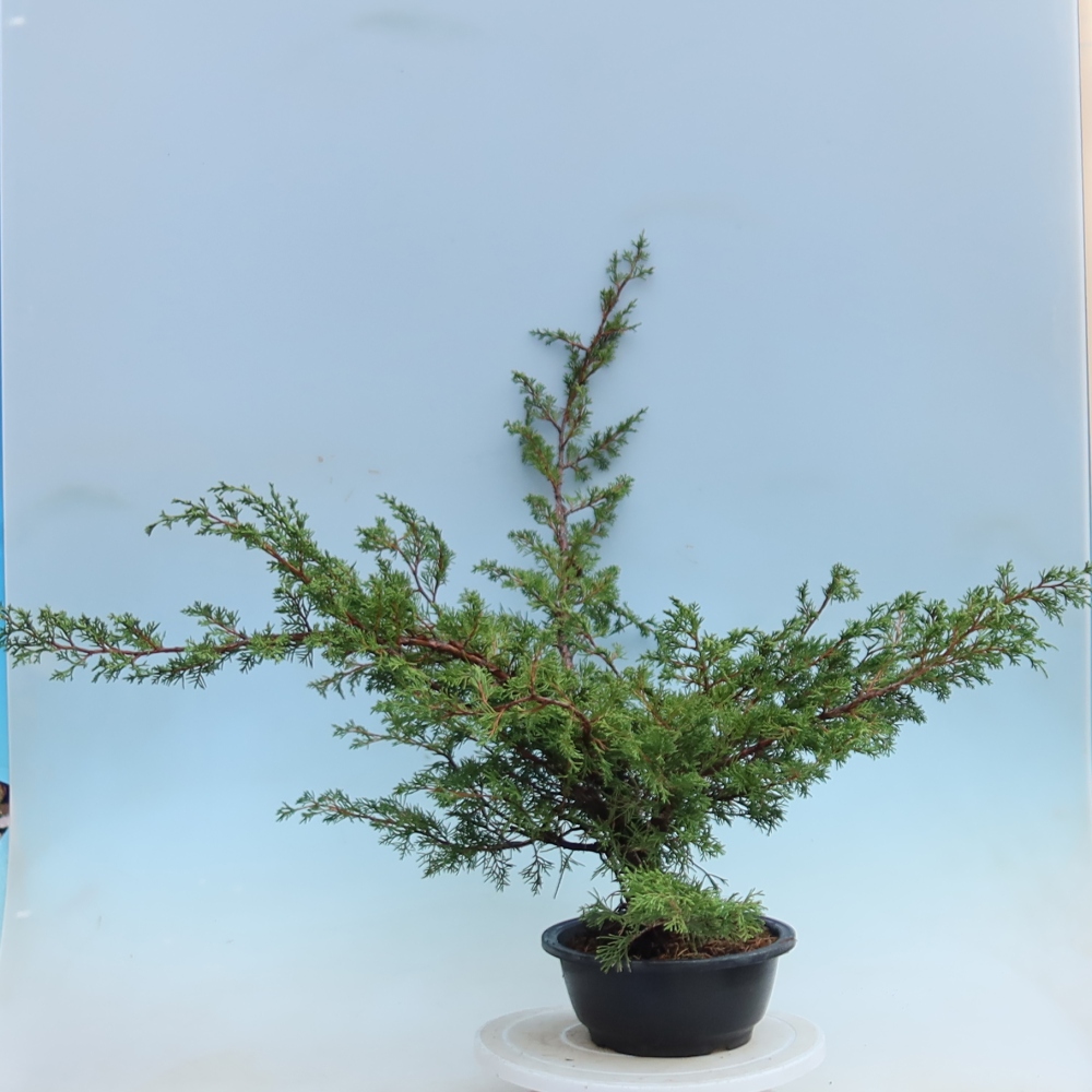 Bonsai da esterno - Juniperus chinensis Itoigawa - Ginepro cinese