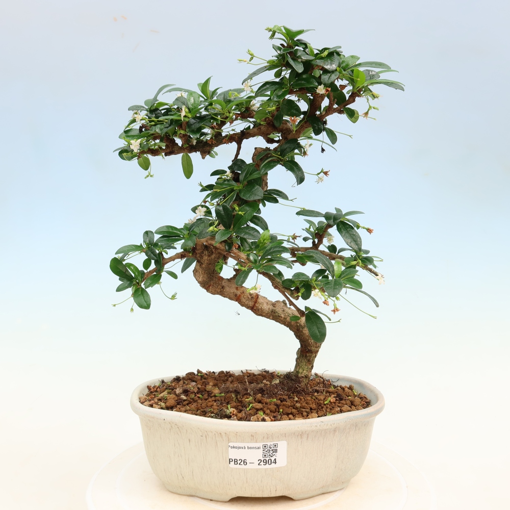 Camera bonsai - Carmona macrophylla - Tea fuki