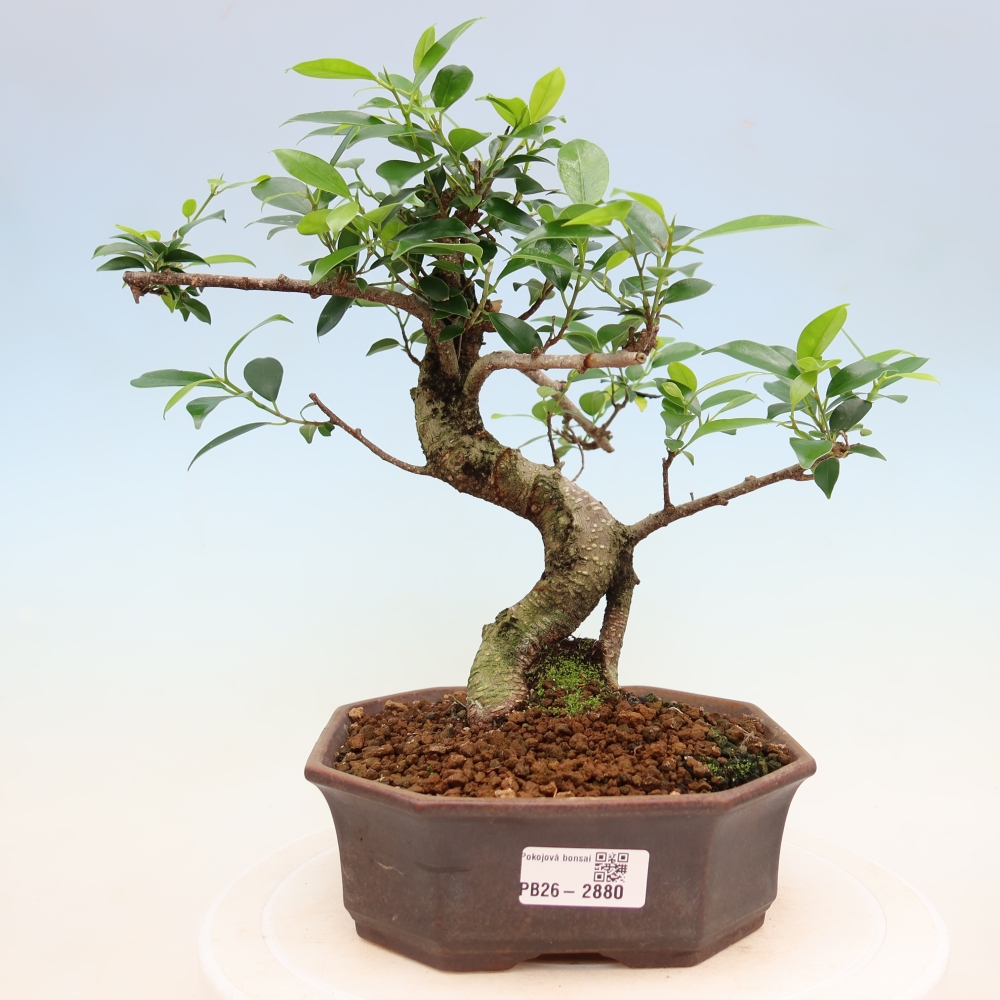 Camera bonsai - Ficus kimmen - ficus a foglie piccole