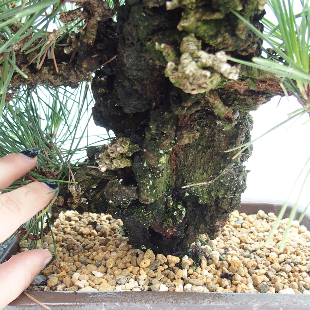 Bonsai da esterno - Pinus thunbergii - Pino di Thunberg