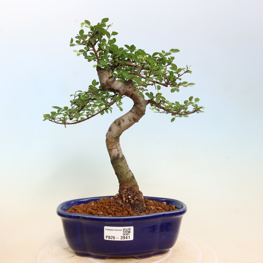 Camera bonsai - Ulmus parvifolia - Olmo a foglie piccole