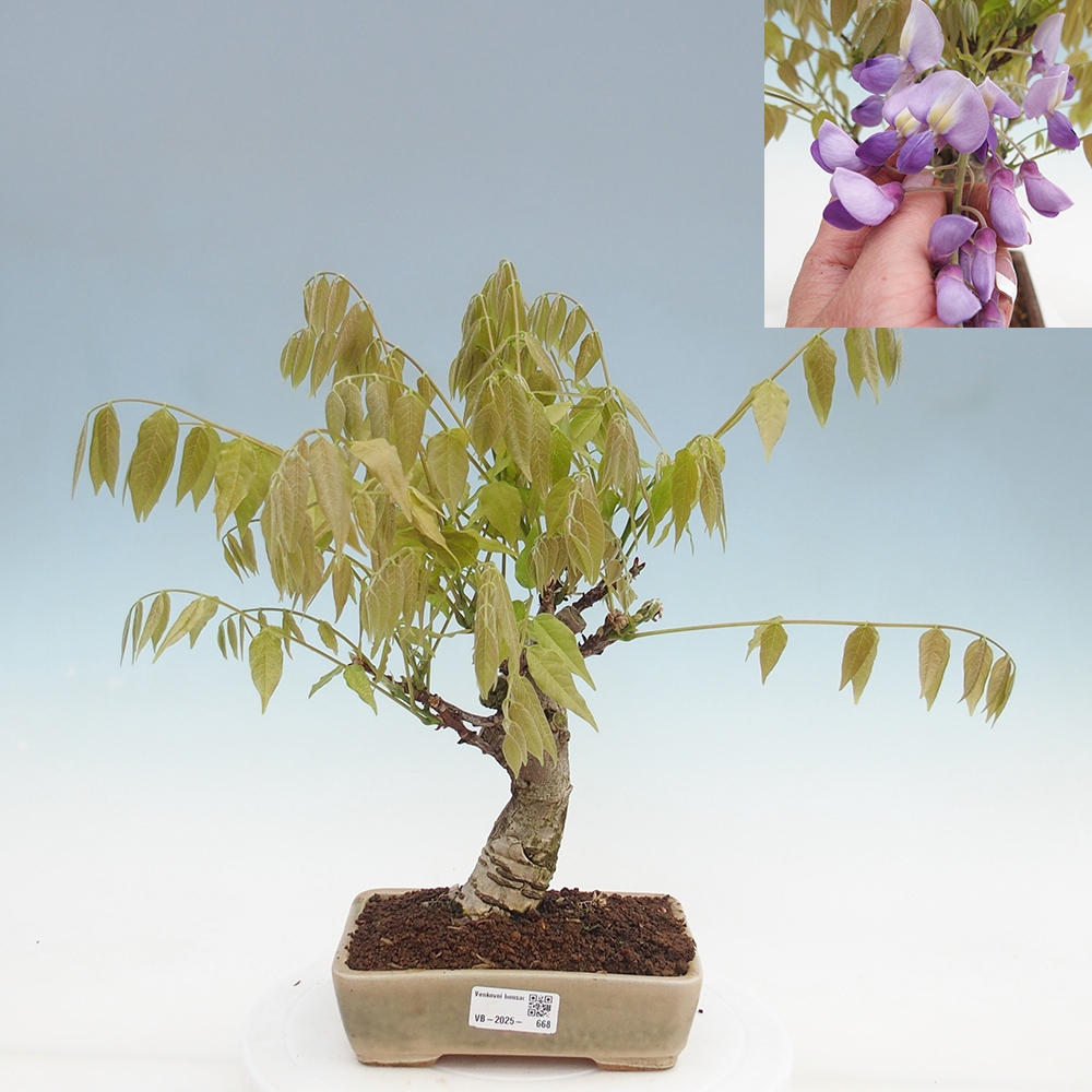 Bonsai da esterno - Glicine floribunda