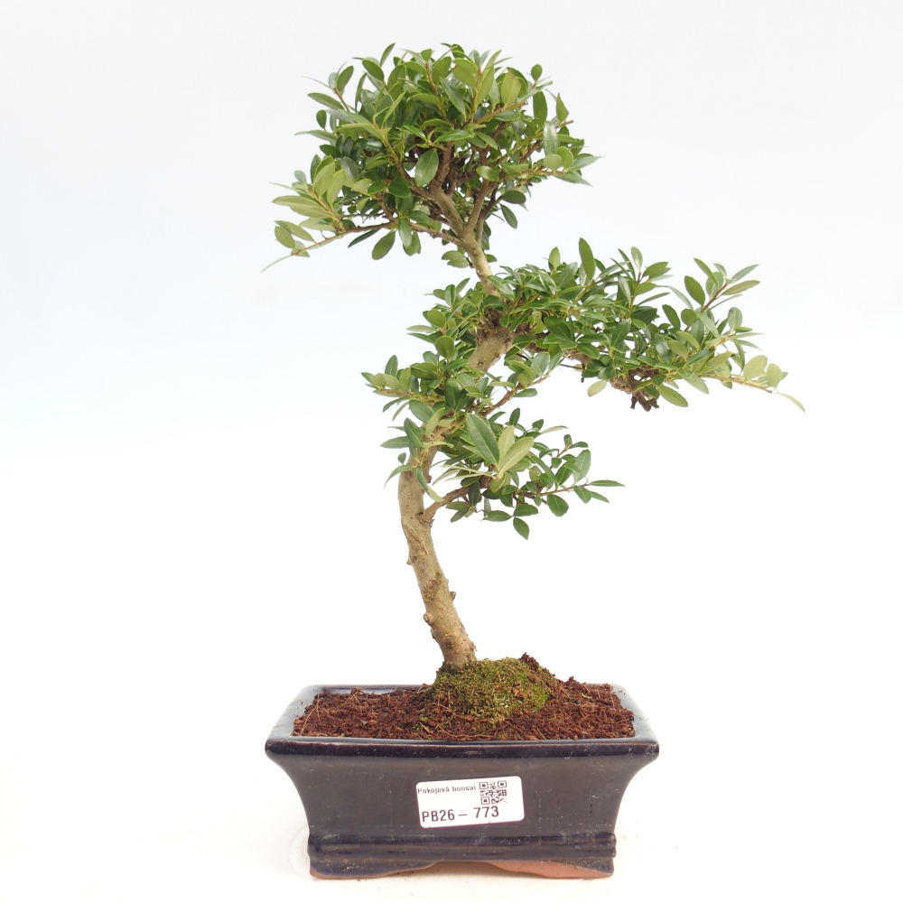 Camera bonsai - Ilex crenata - Agrifoglio