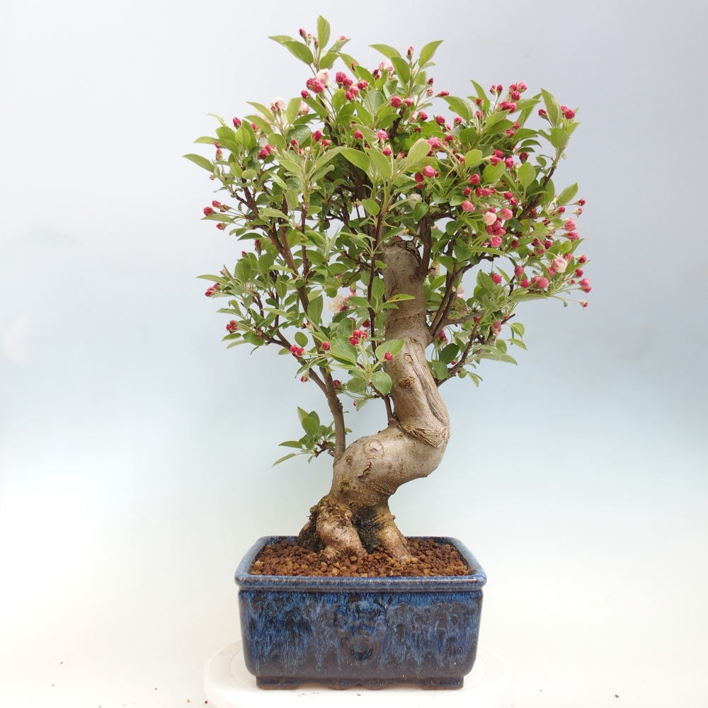 Bonsai da esterno -Malus halliana - Melo a frutto piccolo