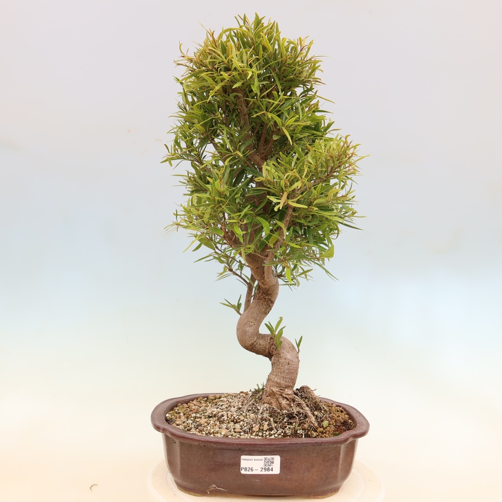 Camera bonsai - Ficus nerifolia - ficus a foglie piccole