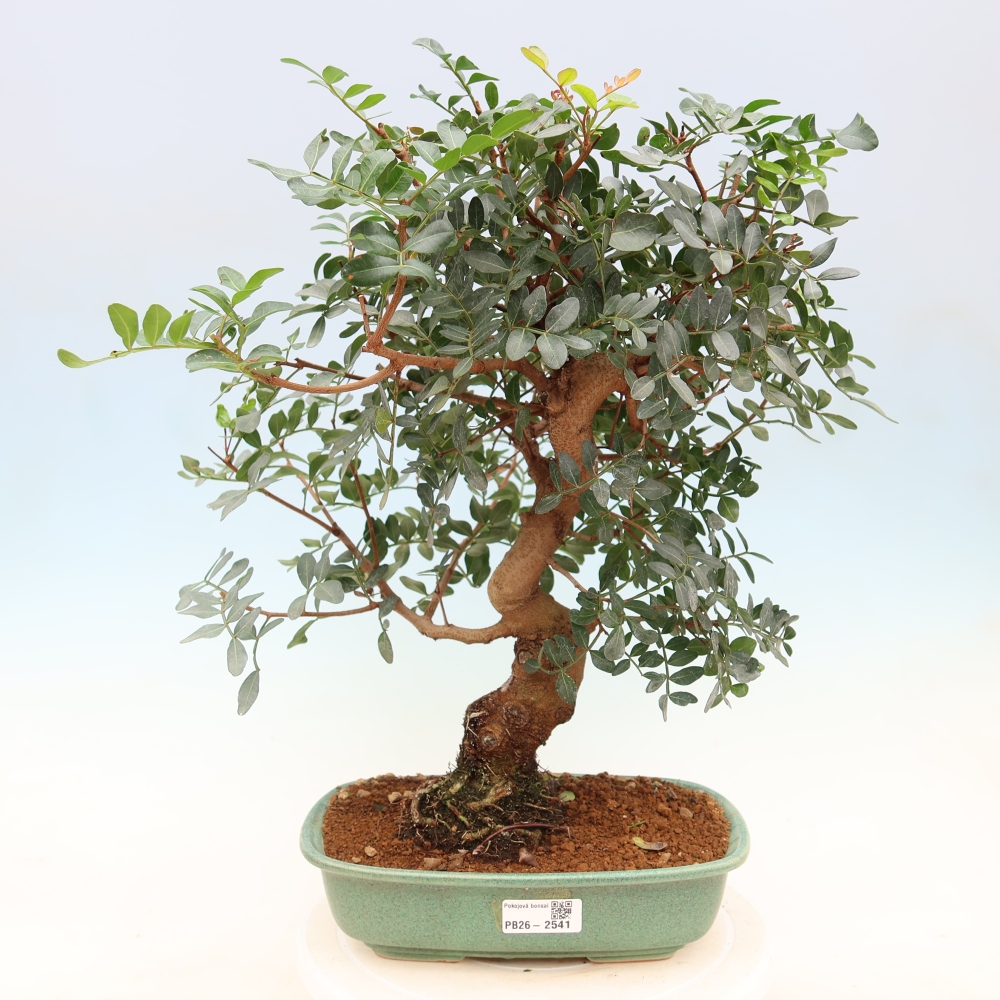 Bonsai da interno - Pistacia lentiscus - Pistacchio