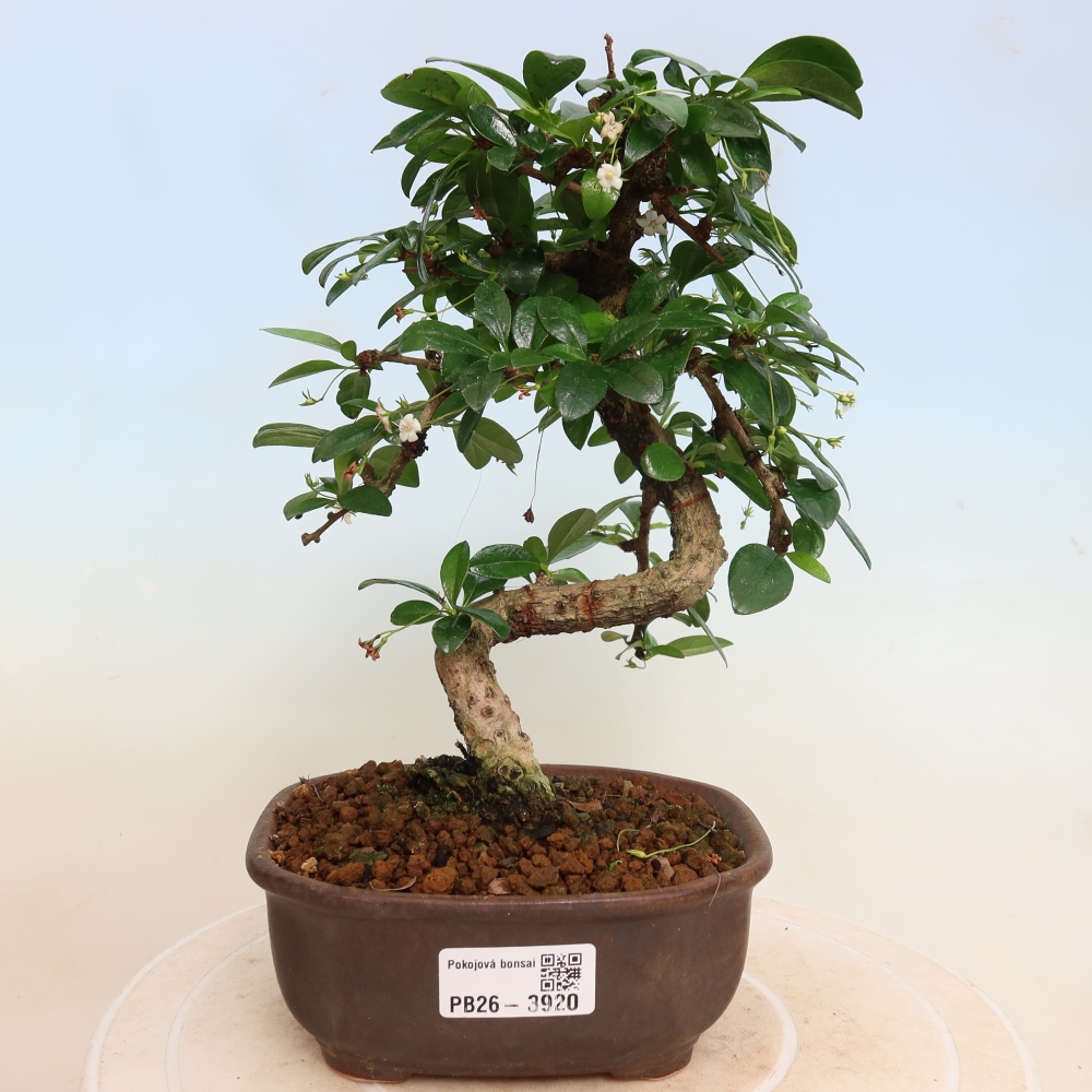 Camera bonsai - Carmona macrophylla - Tea fuki