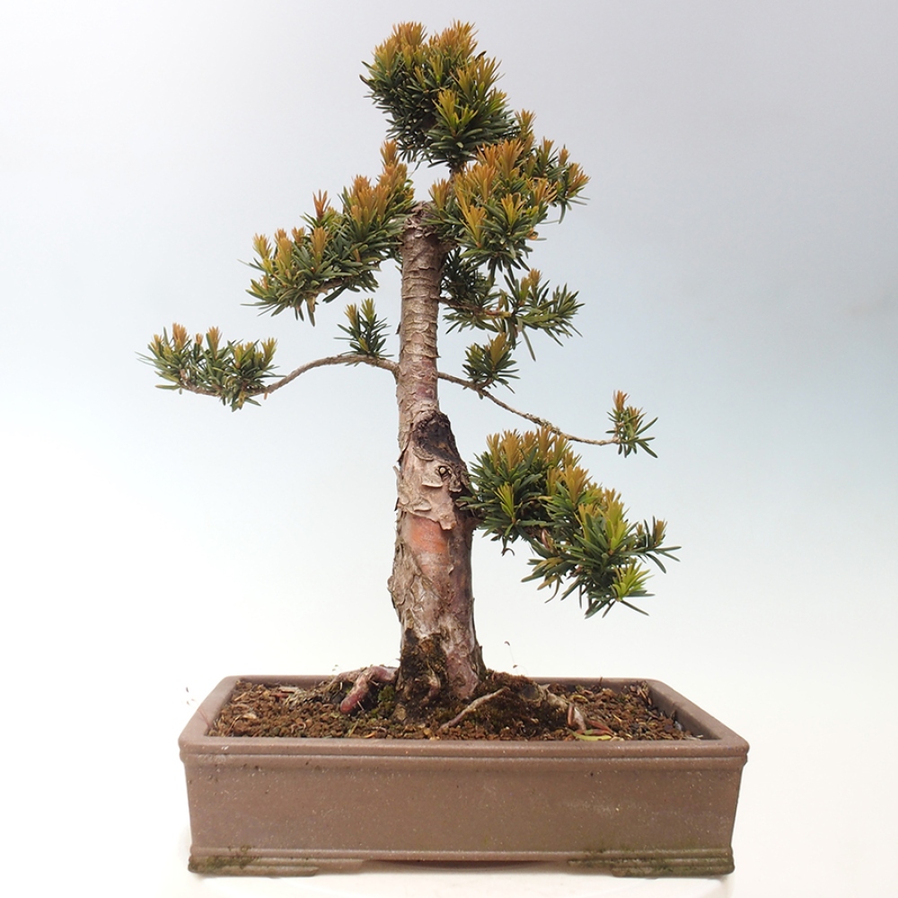 Bonsai da esterno - Taxus cuspidata - Tasso giapponese